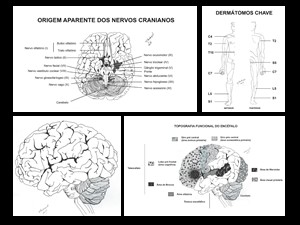 Ilustrações para capítulo de neurologia