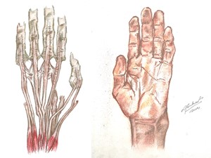 Estudos da Mão Humana