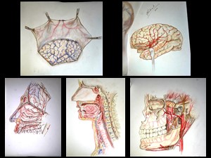 Estudos da Anatomia Humana