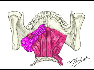Anatomia da Mandíbula e do Assoalho bucal
