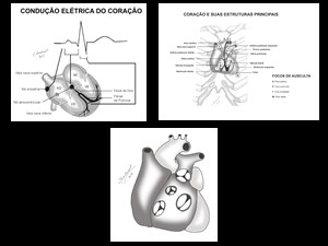 Ilustrações para capítulo de cardiovascular