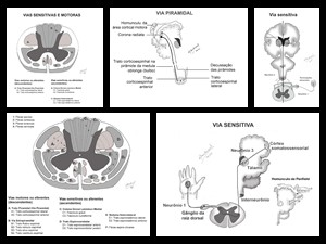 Ilustrações para capítulo de neurologia