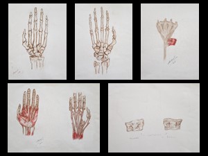 Estudos da Mão Humana