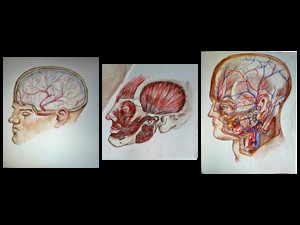 Estudos da Anatomia Humana