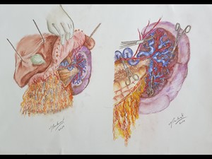 Estudo das Vísceras Abdominais